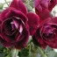 Роза Burgundy Ice фото