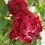 Роза Claret Pixie фото