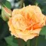 Роза бордюрная Clementine фото