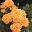 Роза бордюрная Clementine фото