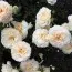 Роза Cream Abundance фото