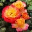 Роза Flaming Star фото