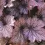 Гейхера Carnival Rose Granita фото