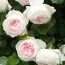 Роза Herzogin Christiana фото