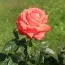 Роза Köningin der Rosen фото