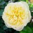 Роза Lemon Vaza фото