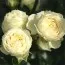 Роза Lemon Rokoko фото