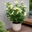 Роза Lovely Green фото