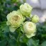 Роза Lovely Green фото