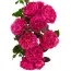 Роза Magic Romanza фото