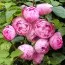 Роза Morsdag Pink фото