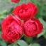 Роза Morsdag Red фото