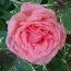 Роза Pariser Charme фото