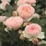 Роза Pastella фото
