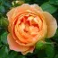 Роза Pat Austin фото