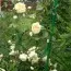 Роза Perpetually yours фото