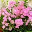 Роза Pink Fairy фото