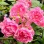 Роза Pink Fairy фото