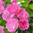 Роза Pink Fairy фото