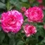Роза бордюрная Pink Flash фото