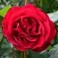 Роза Red Abundance фото