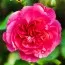 Роза Rosarium Uetersen фото