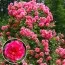 Роза Rosarium Uetersen фото