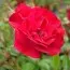 Роза Rote The Fairy фото