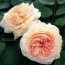 Роза Shropshire Lad фото