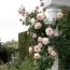 Роза Shropshire Lad фото