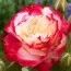 Роза штамбовая Double Delight фото
