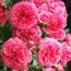 Роза штамбовая Rosarium Uetersen фото
