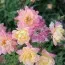 Роза Tricolor Fairy фото