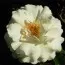 Роза White Meilove фото