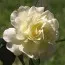 Роза White Meilove фото