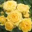 Роза Yellow Meilove фото