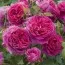 Роза Young Lycidas фото