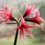 Амариллис Rose Cybister фото