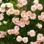 Роза Rose de Tolbiac фото