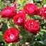 Роза Rose der Einheit фото