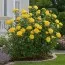 Роза Golden Wedding фото