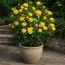 Роза Golden Wedding фото