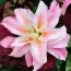 Лилия Roselily Felicia фото
