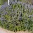 Розмарин Officinalis фото