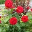 Роза Rouge Meilove фото