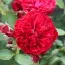 Роза Rouge Meilove фото