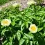 Пион Roy Pehrson's Best Yellow фото