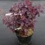 Скумпия Royal Purple фото