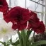 Амариллис Royal Velvet фото