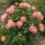 Роза Dornburger Schlossrose фото